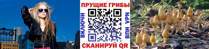 Галлюциногенные грибы Psilocybine cubensis  где купить наркотик  Туран 
